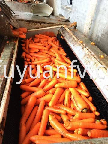 xiamen carrot 